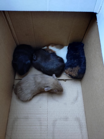 Baby guinea pigs