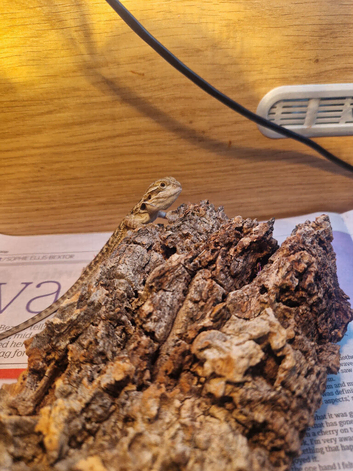 Baby Bearded Dragon