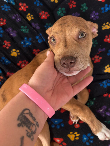 Female pup
