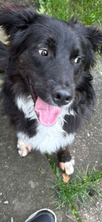 11 month male Border Collie x Golden Retriever