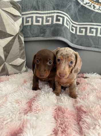 2 miniature dachshunds ready for their loving homes