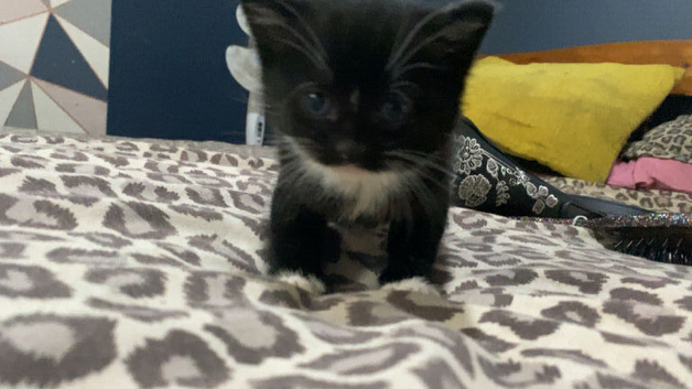 Kitten