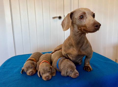 Miniature Dachshund Puppies