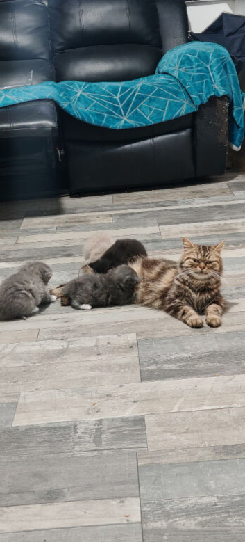 Adorable Persian Cross Female Kittens For Sale