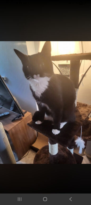 2 cats