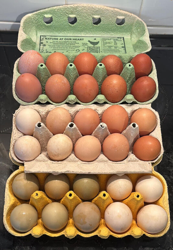 Hybrid fertile hen eggs