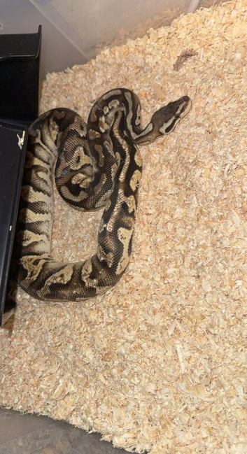 Phantom Leo pastel
