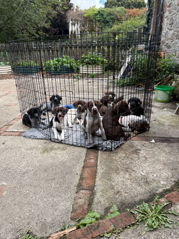PUPS STILL AVAILABLE AND READY TO GO  GWP X WEIMKY PUPPIES