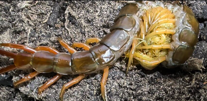 captive bred scolopendra subspinipes i2