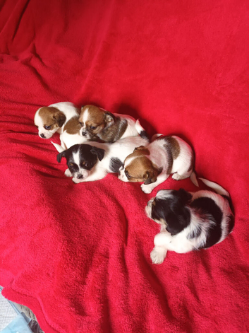 Litter of 5 x Small Jack Tzu Puppies 4 Girls 1 Boy