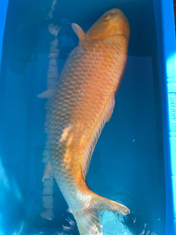Pond closure