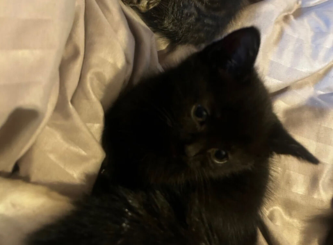 Binx