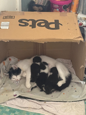 3 black and white kittens