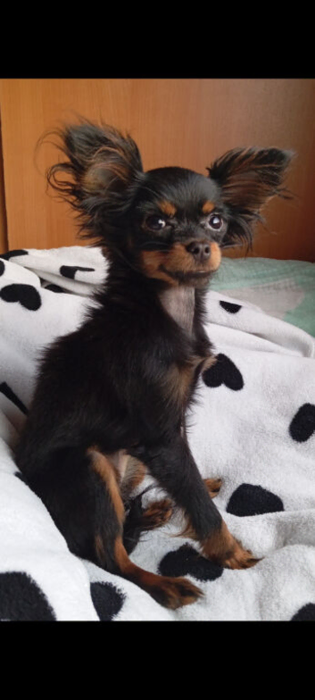 Ikc registered russian toy terrier female for sale
