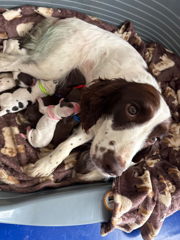 Sprocket spaniel working puppies