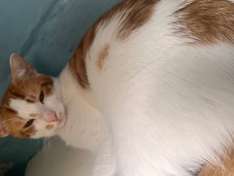 2 Male vaccinated 9 month olds for sale!