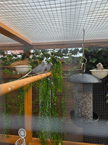 2 male diamond doves