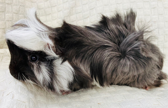 Black & White (roan) Peru Pet Boar