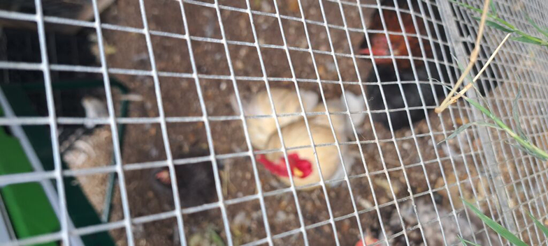 White and brown/white pekin bantams cockbirds available