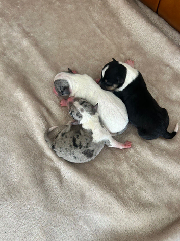 Chihuahua x jack russell
