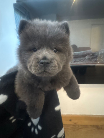 Chow pups &pound;2000!