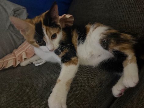 Tortoiseshell female kitten