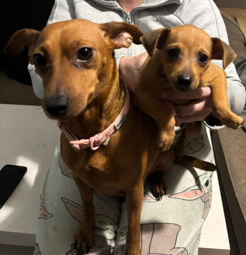 Adorable miniature Pinscher puppies