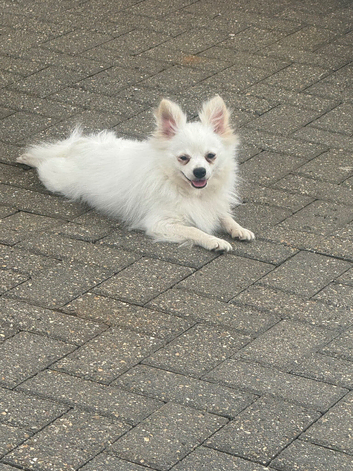 Miniature Pomeranian girl