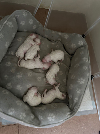 For sale puppy&rsquo;s