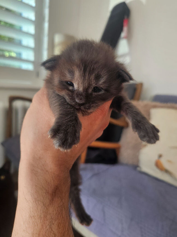 3 male main coon
