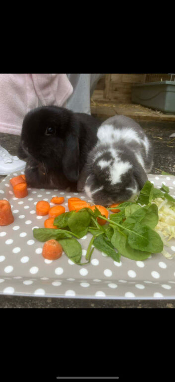 Rabbits