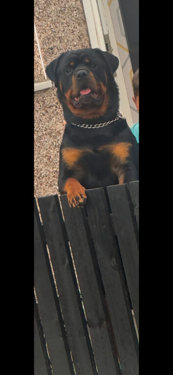 KC Registered Rottweiler Male for Stud!