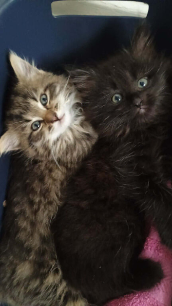 Half Maine Coon 2