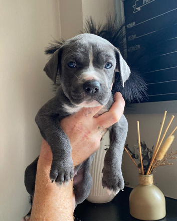Cane Corso X Staff Puppies