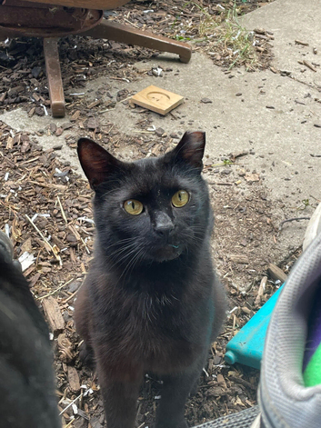 Male cat