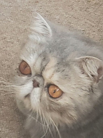 Stunning Blue Cream Tabby