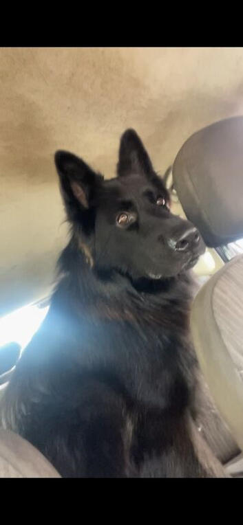 Black German shepherd, male, 3 years old