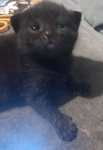 Half black bengaline kittens
