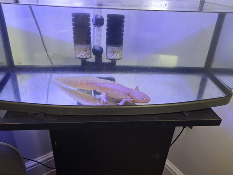 Free to good home