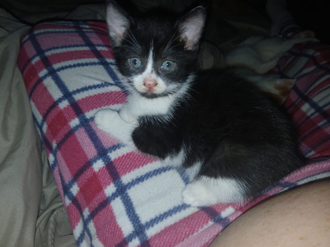 Kitten male forsale