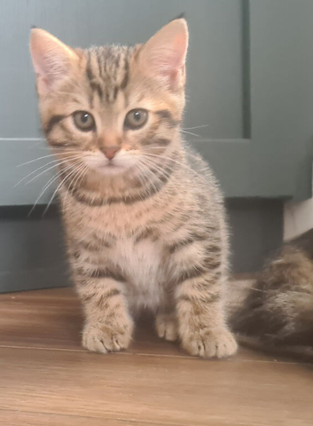 Beautiful Tabby Girl
