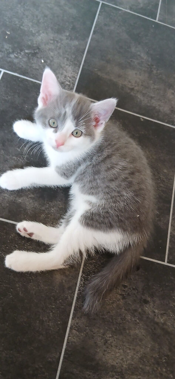 4 Beautiful kittens