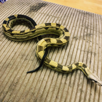 Jungle motley male boa