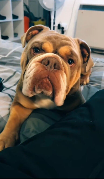 Old English Bulldog for stud
