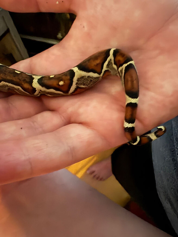 Baby boa constrictor with set up