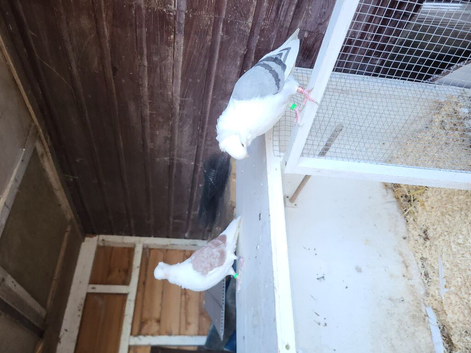 For sale 2 young German Owls