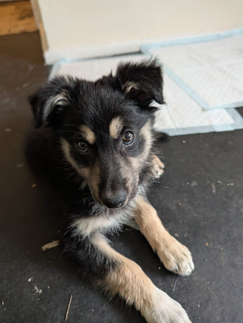 10 week old male border collie