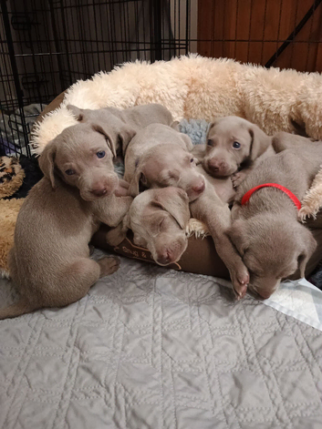 Beautiful KC registered Weimaraner Puppies. Hip Scored Parents. Champion bloodlines.Sire Show Weimaraner of the year 2025.