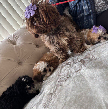 1 beautiful Shih Tzu puppy available to go today