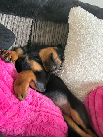 Urgent home
